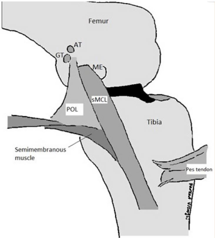 Posteriomedial Corner Anatomy 
